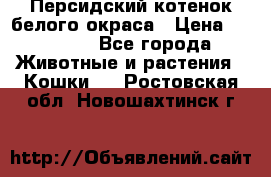 Персидский котенок белого окраса › Цена ­ 35 000 - Все города Животные и растения » Кошки   . Ростовская обл.,Новошахтинск г.
